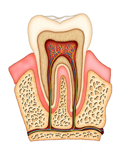 Endodontie (Wurzelkanalbehandlung)